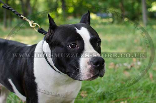 Padded Dog Collar Soft Leather | Choke Dog Collar for Amstaff