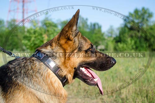 Dog Collars for German Shepherd for Sale from the Producer