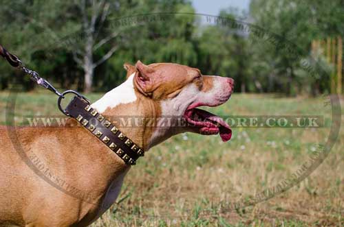 Pit Bull Dog Collars UK with 2 Rows of Brass Studs