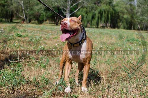 Pit Bull Terrier Collar Wide Leather | Spiked Dog Collar Large