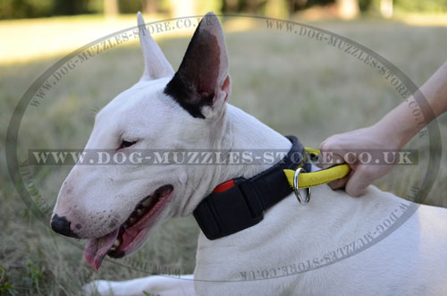 Quick Release Nylon Dog Collar for Bull Terrier Size