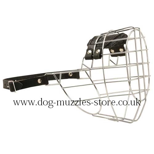 Cane Corso & Rottweiler Dog Muzzle Size for Large Breeds