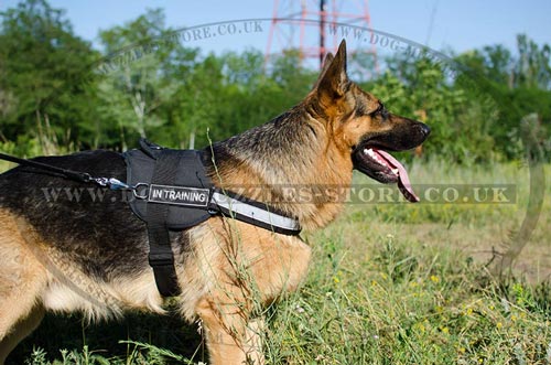 German Shepherd Harness with Reflective Trim and Sign Patches