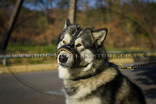 Alaskan Malamute and Husky Soft Muzzle for Stop Dog Barking - Click Image to Close