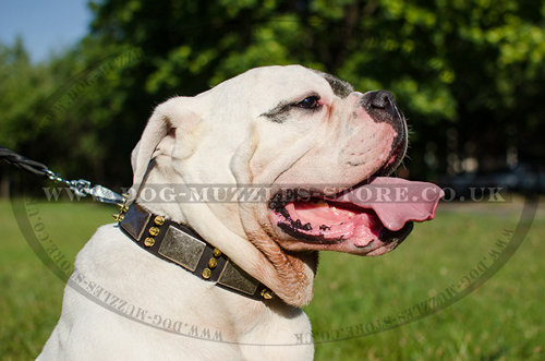 Special Dog Collar Style For American Bulldog | Dog Collar UK - Click Image to Close