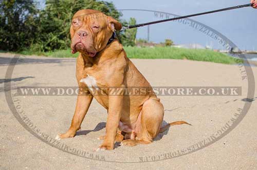 Spiked Dog Collar for Dogue De Bordeaux - Top Quality!