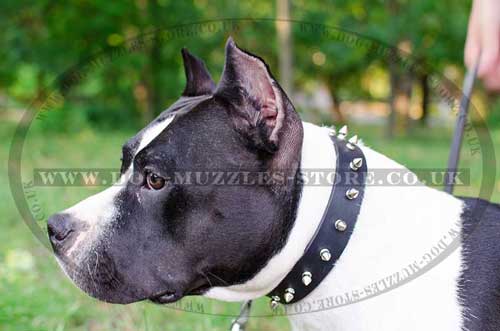 Spiked Dog Collar UK | Best Dog Collar for Amstaff - Click Image to Close