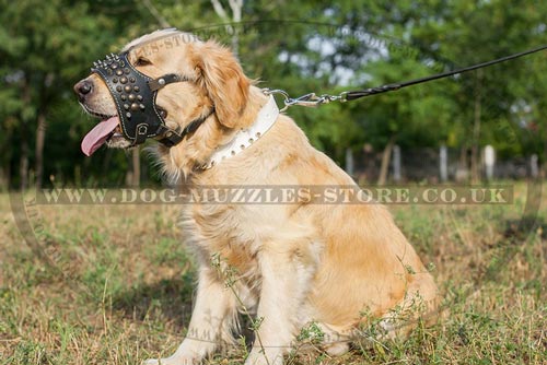 Soft Muzzle for Golden Retriever Breed with Spikes and Studs
