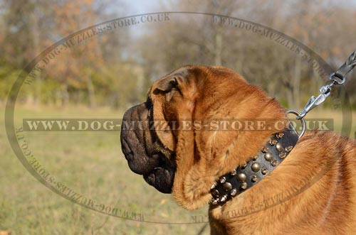 Original Style of Shar Pei Collar with Spikes and Studs