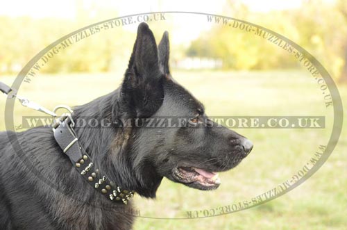 Leather Collar for German Shepherd with Spikes and Studs