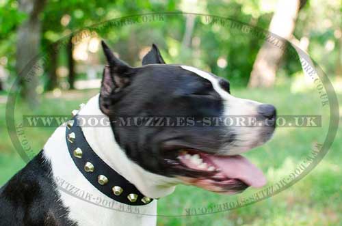 Staffordshire Bull Terrier Collar with Pyramids | Staffie Collar