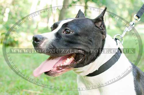 Staffie Collar Classic Design | Staffy Collars for Daily Walking