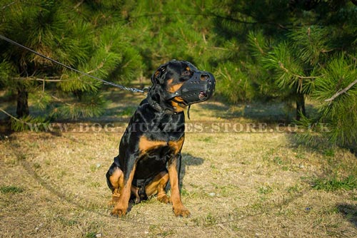 Strong K9 Rottweiler Muzzle for Training, Police and Service Dog - Click Image to Close