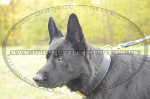 Super Strong Dog Collar for GSD, 2 Ply Leather!