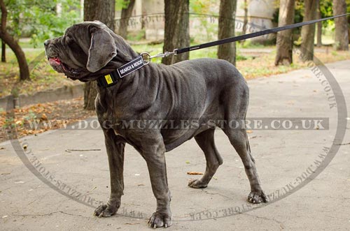 Strong Dog Training Collar for Large Dogs Like Mastiffs