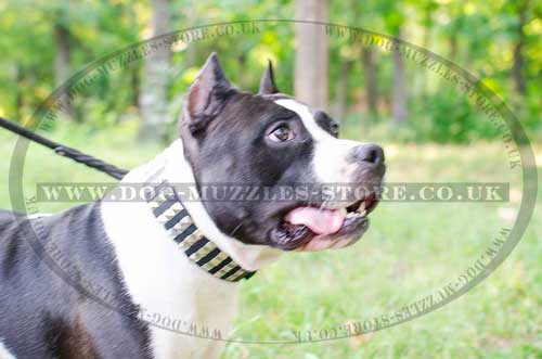 Studded Leather Dog Collar For Amstaff UK
