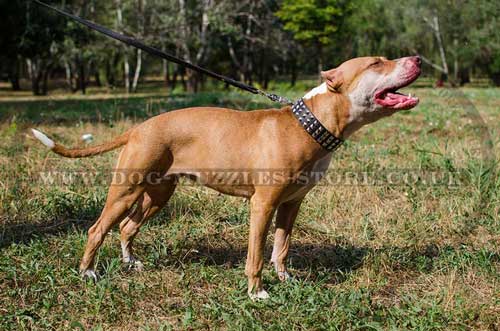 Studded Dog Collar with Glancing Nickel Pyramids Gorgeous Style