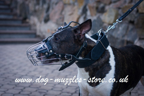 Basket English Bull Terrier Muzzle UK with Perfect Ventilation - Click Image to Close