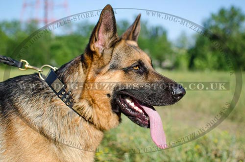 Luxury Dog Collars for German Shepherd Dog Breed Style