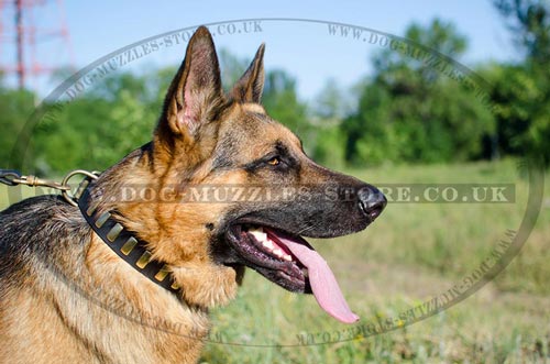 Thick and Strong Leather Dog Collar for German Shepherd