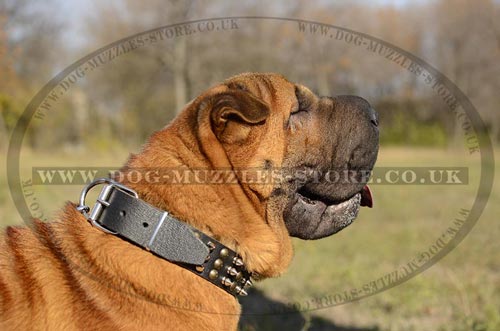 Fancy Dog Collars for Shar Pei Dogs Trendy Style