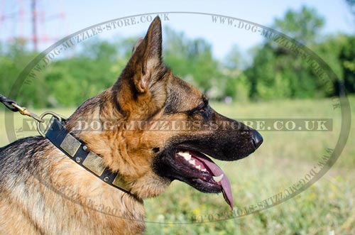 GSD Best Dog Collar with Brass Plates and Pyramids