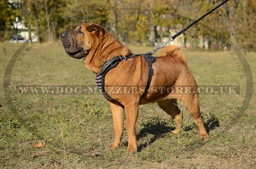 Splendid Spiked Leather Dog Harness for Sharpei Dogs