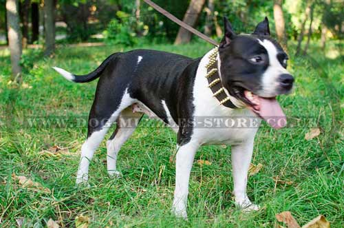 Wide Dog Collars with Brass Spikes for Amstaff