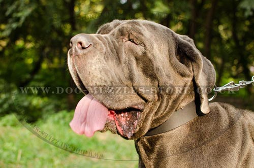 1.6" Wide Leather Dog Collar for Neapolitan Mastiff