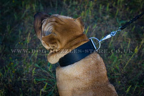 Black Leather Dog Collar For Shar Pei UK