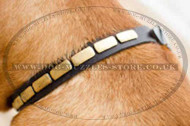 Leather Dog Collars for Dog De Bordo with Brass Plates