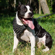 Strong & Soft Padded Leather Dog Harness