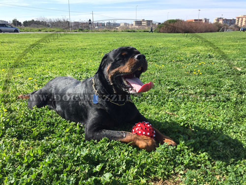 dog collars for big dogs