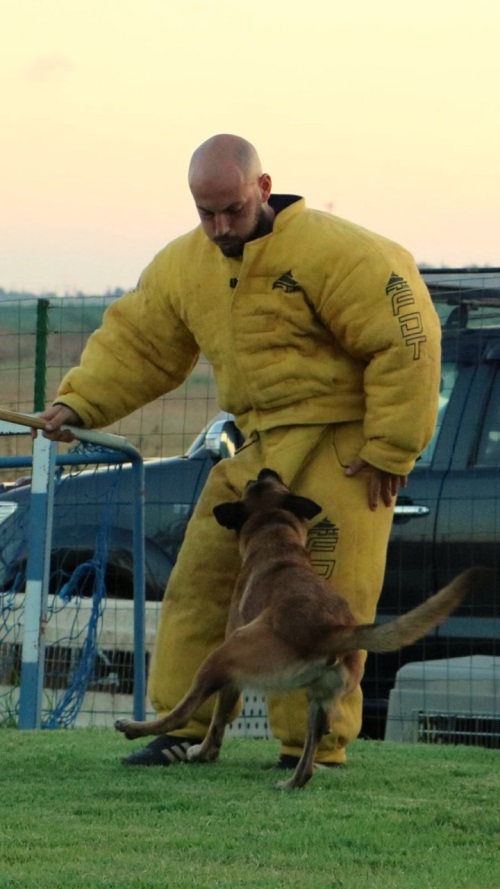 dog training bite suit UK