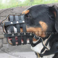 Royal Nappa Padded Dog Muzzle for Swiss Mountain Dog Royal Nappa Padded Dog Muzzle for Swiss Mountain Dog