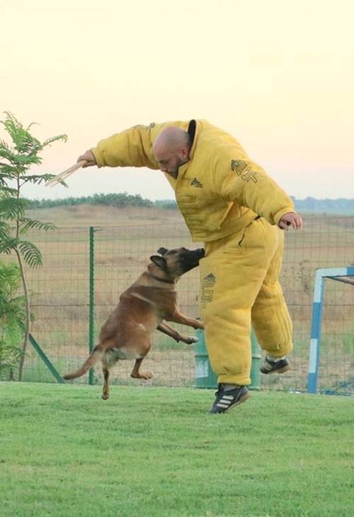 buy dog training protection suit online
