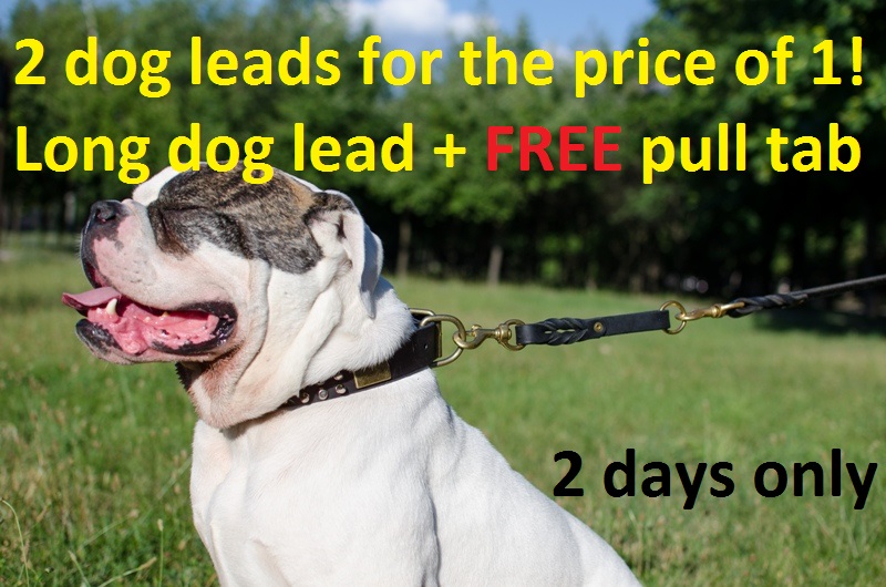 Desginer Dog Collars UK