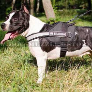 Nylon Dog Harness with Handle and Reflexive Trim for Amstaff