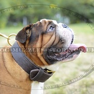 Extra Strong 2 Ply Leather Dog Collar for English Bulldog