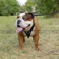 Classic English Bulldog Leather Dog Harness Bestseller