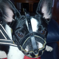 Soft Dog Muzzle for French Bulldog | Small Dog Muzzle Padded Soft Dog Muzzle for French Bulldog | Small Dog Muzzle Padded