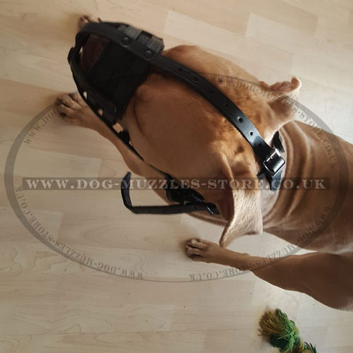 choose pit bull muzzle online UK