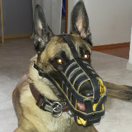 Premium Quality Leather Dog Muzzle for Belgian Shepherd Malinois Premium Quality Leather Dog Muzzle for Belgian Shepherd Malinois