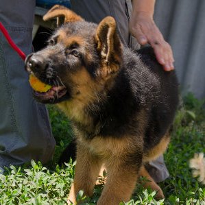 dog chewing toys