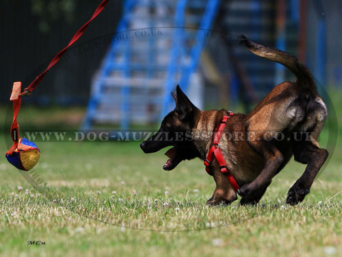 dog training toy