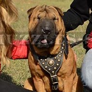 Shar Pei Harness of Luxury Style - Buy Online from the Producer