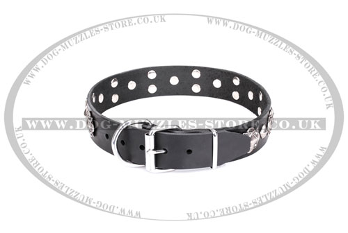 leather dog collar metal buckle