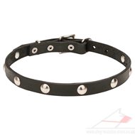 Thin 3/4 Inch Leather Dog Collar with Elegant Rivets