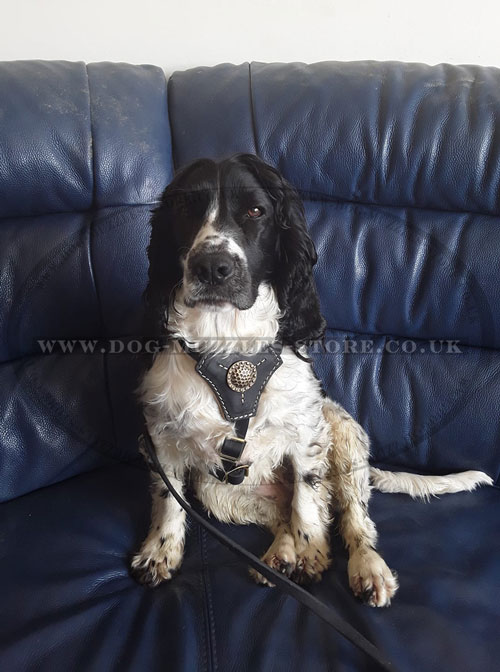 royal dog harness for Spaniel