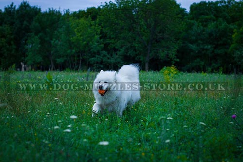 Samoyed Running Towards the Owner in Dog Fetch Training